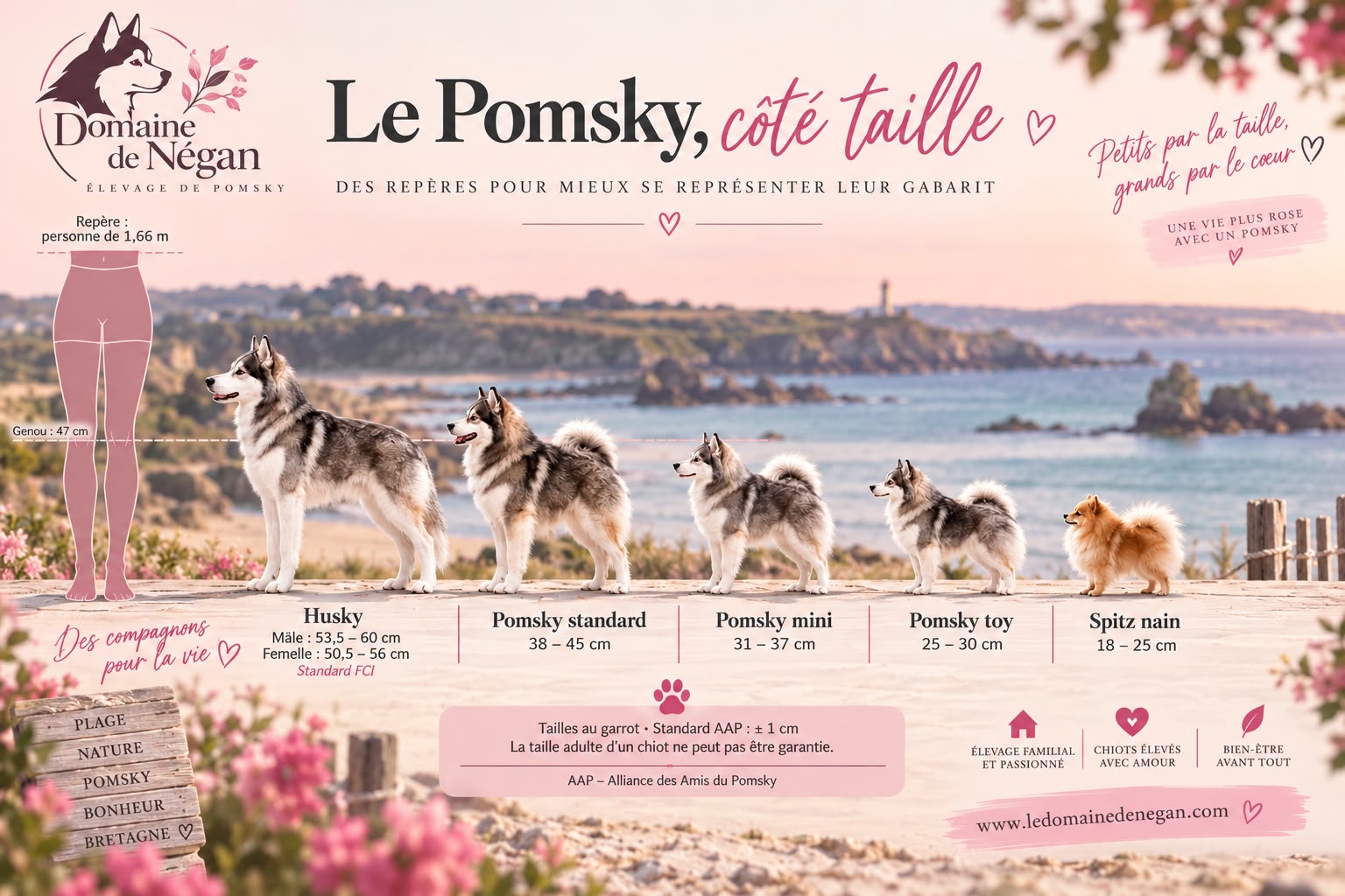 Le Pomsky côté taille