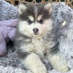 L'adoption d'un chiot Pomsky ou Spitz durant la période estivale : partir en vacances en famille