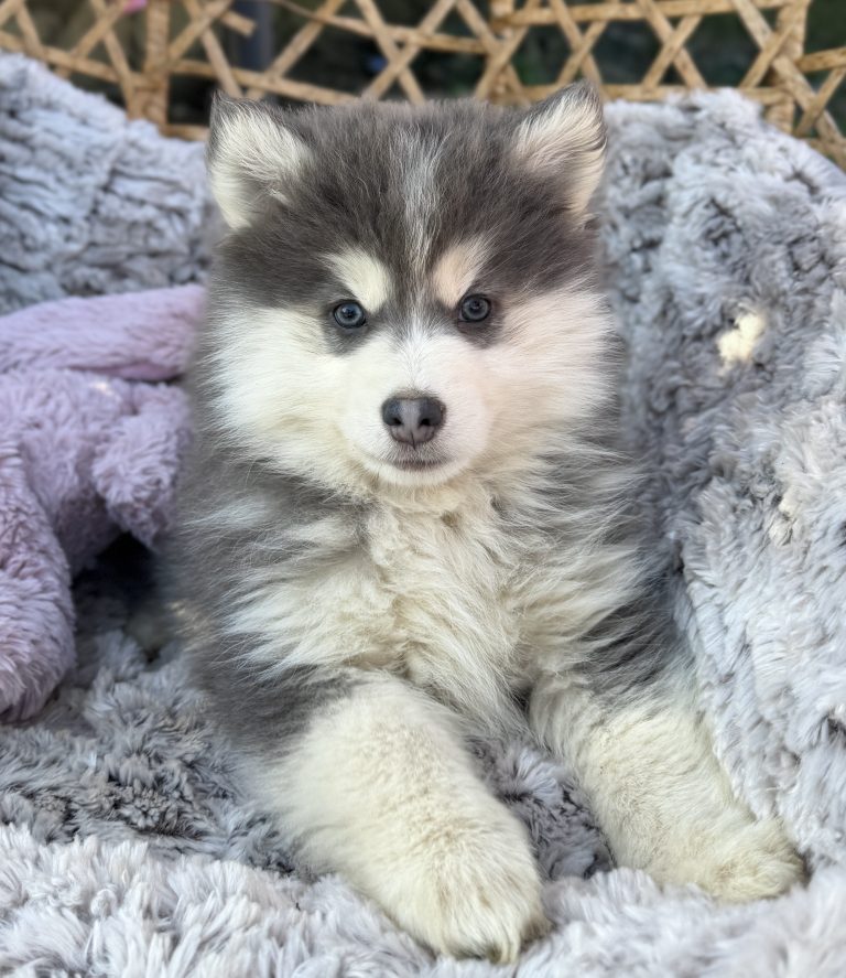 L’adoption d’un chiot Pomsky ou Spitz durant la période estivale : partir en vacances en famille