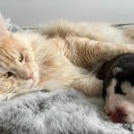 Le caractère du Pomsky : Un Mélange Parfait de Qualités
