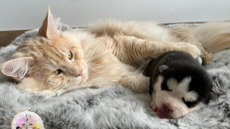 Le caractère du Pomsky : Un Mélange Parfait de Qualités