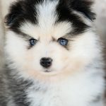 Choisir un Pomsky : Trouver le chiot qui vous correspond vraiment