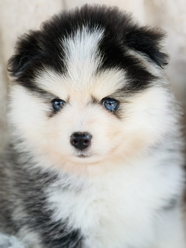 Choisir un Pomsky : Trouver le chiot qui vous correspond vraiment