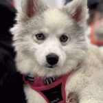 Louve, notre petite Pomsky silver, part vivre à Marrakech avec la famille d'Adriana Karembeu
