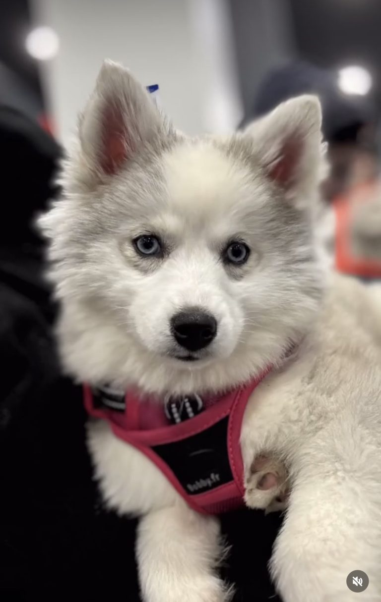 Louve, notre petite Pomsky silver, part vivre à Marrakech avec la famille d’Adriana Karembeu