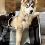 Transporter un Pomsky en avion : réglementation et bien-être animal