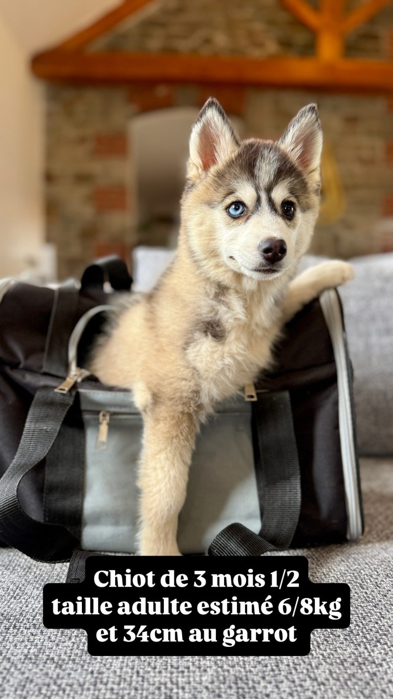 Transporter un Pomsky en avion : réglementation et bien-être animal