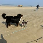 Préparer les Vacances avec votre chien : Nos Conseils pour les Propriétaires de Pomskys et Spitz