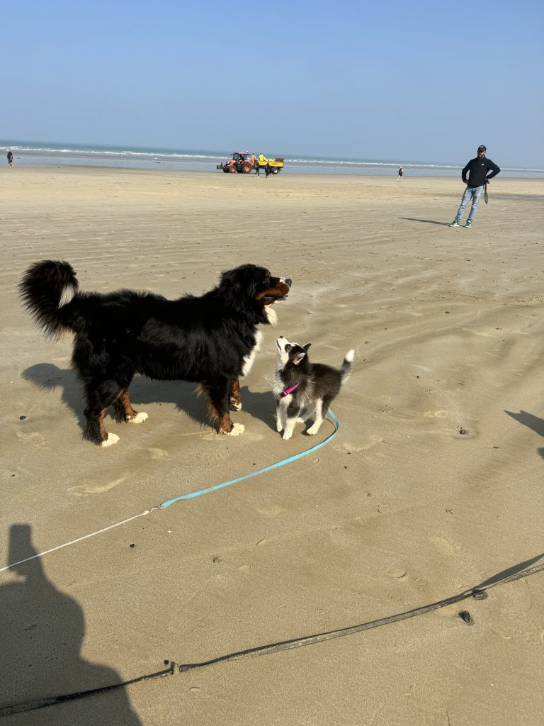 Préparer les Vacances avec votre chien : Nos Conseils pour les Propriétaires de Pomskys et Spitz