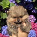 Le Caractère du Spitz : Un Chien au Grand Cœur