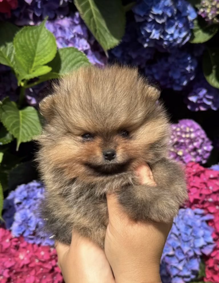 Le Caractère du Spitz : Un Chien au Grand Cœur