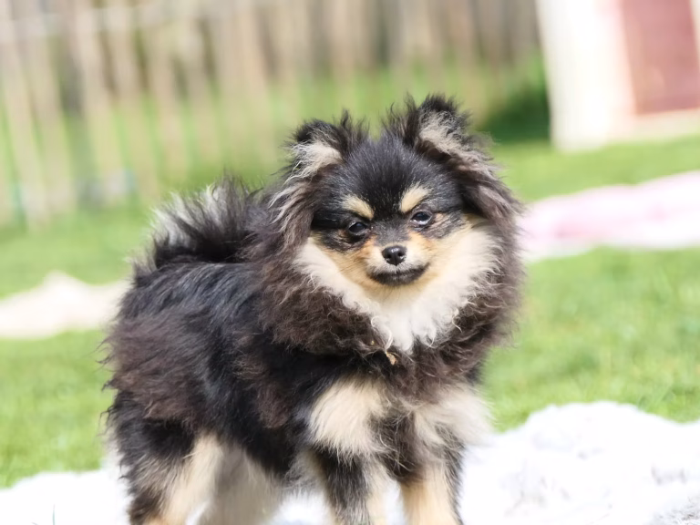 🐾 Le Spitz : petit chien, grand tempérament
