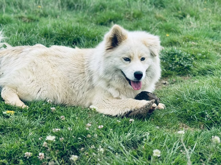 L’Importance de la Mastication chez le Chiot et le Chien Adulte