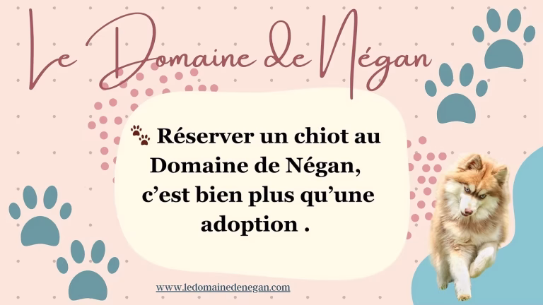 🐾 Réserver un chiot au Domaine de Négan, c’est bien plus qu’une adoption
