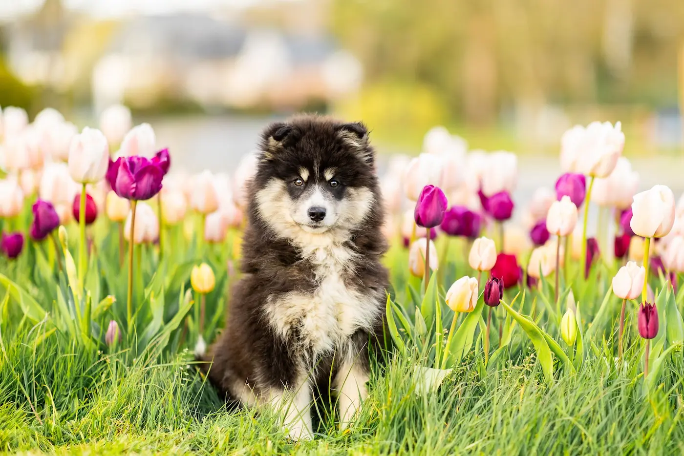 Le Pomsky,<br>un compagnon <em style="color:var(--color-rose)">unique</em>