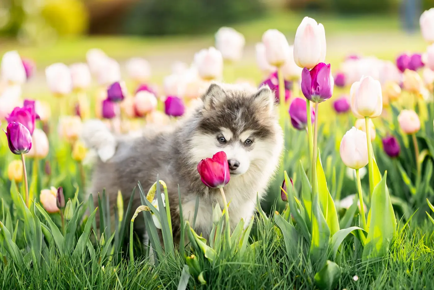 Pomsky,<br>Pomsky Silver<br>& Spitz Nain