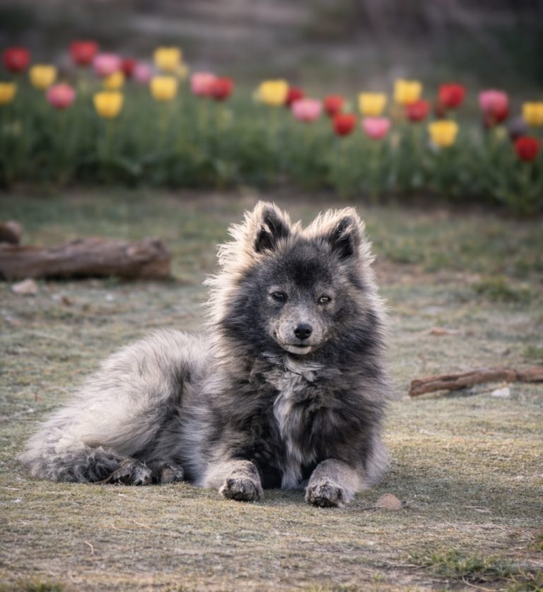 Wolf Du Domaine de Négan