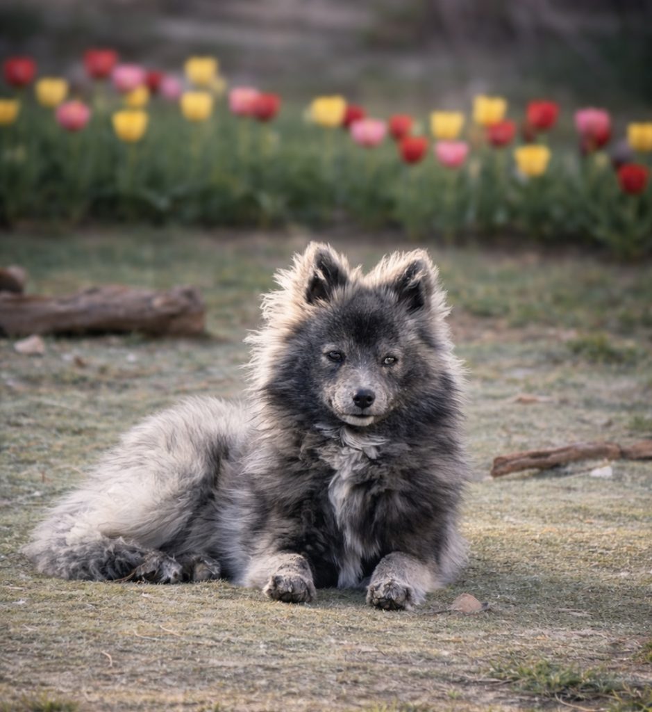 Wolf Du Domaine de Négan