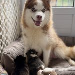 Accueillir un Chiot : Les Soins Essentiels pour les Spitz et Pomsky du Domaine de Négan