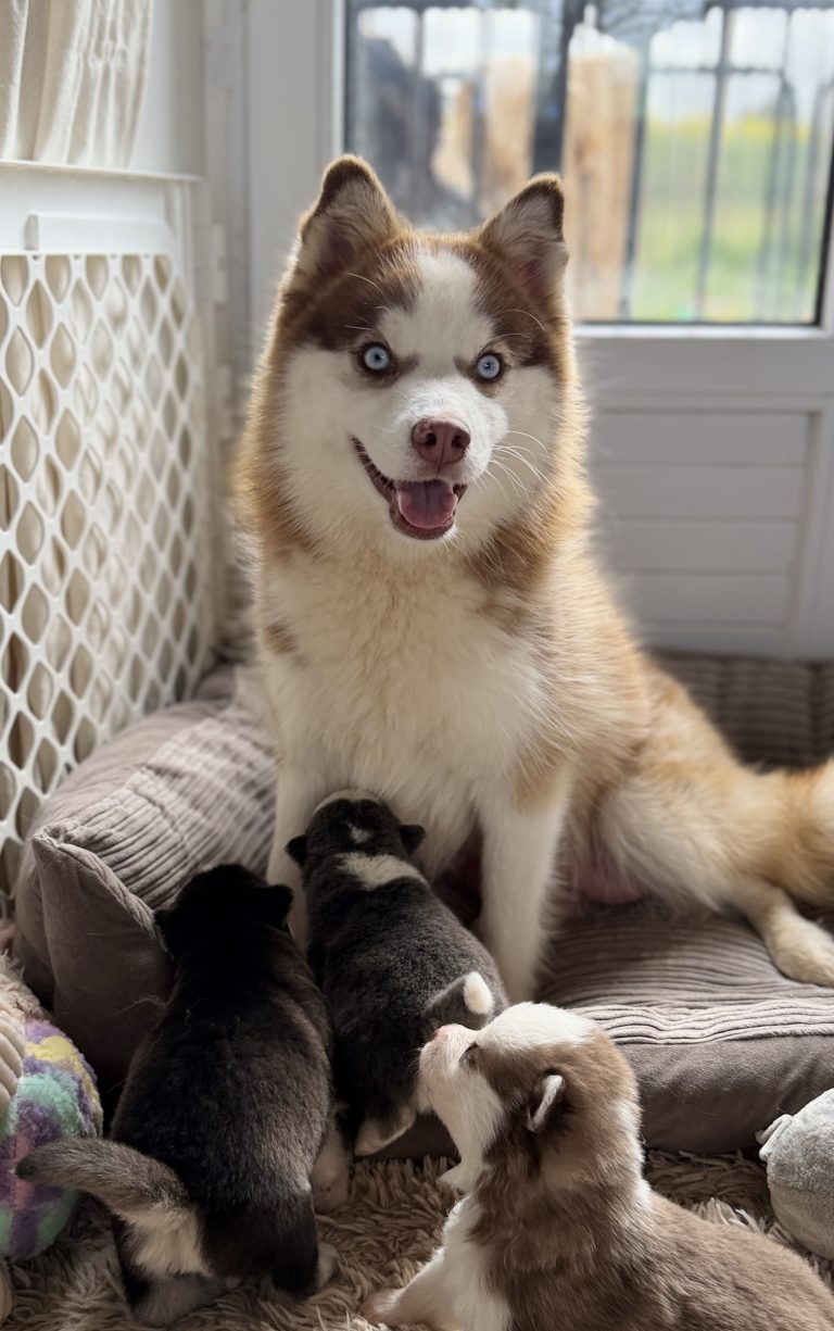 Accueillir un Chiot : Les Soins Essentiels pour les Spitz et Pomsky du Domaine de Négan