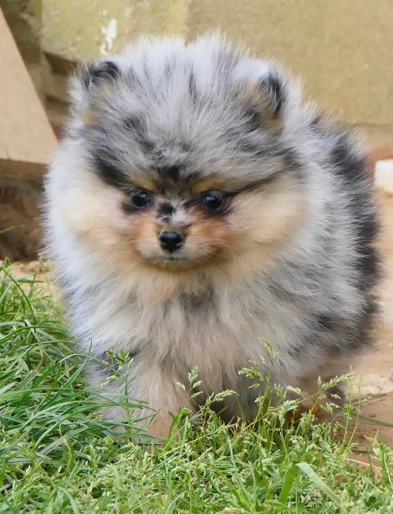 Spitz Nain