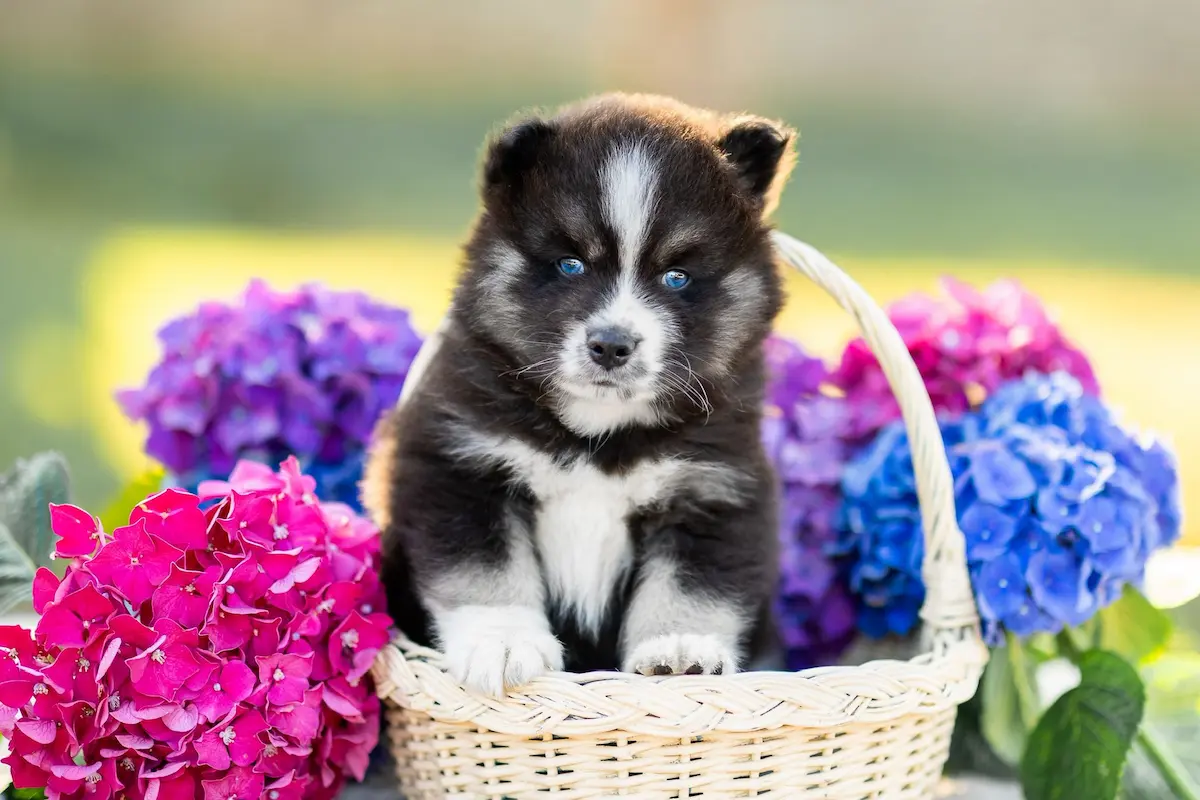 Conditions & Tarifs<br>des chiots Pomsky