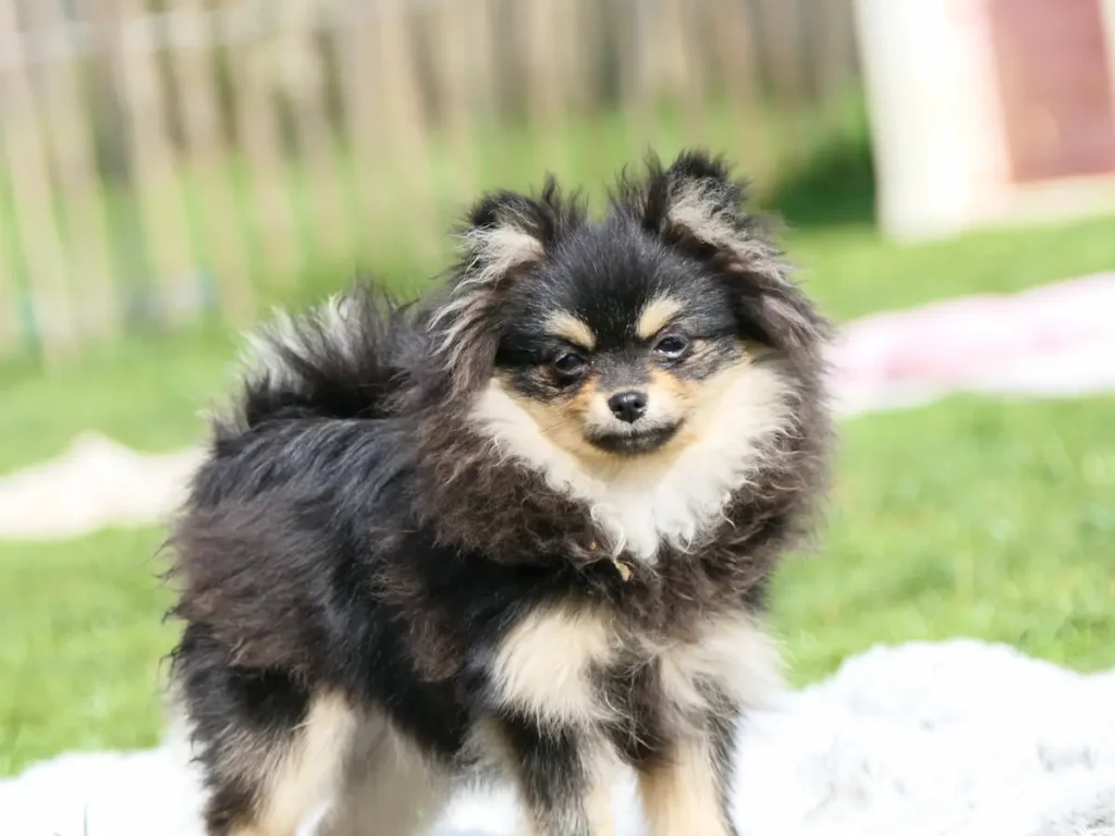 hero spitz reproducteur