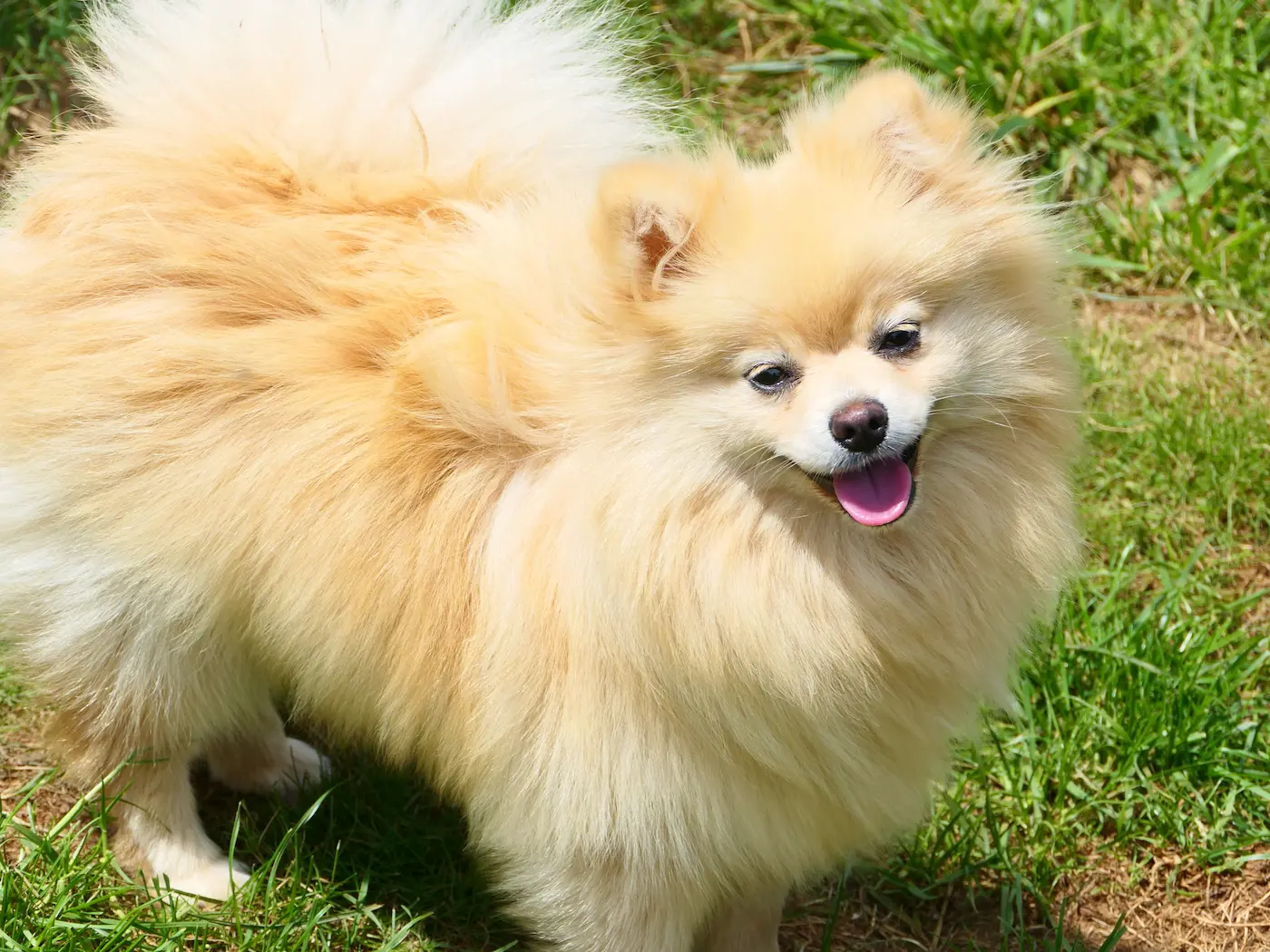 Le Spitz Nain,<br>charme et <em style="color:var(--color-rose)">caractère</em>