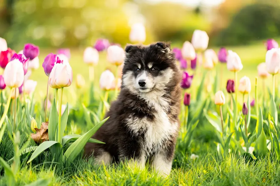 Pomsky