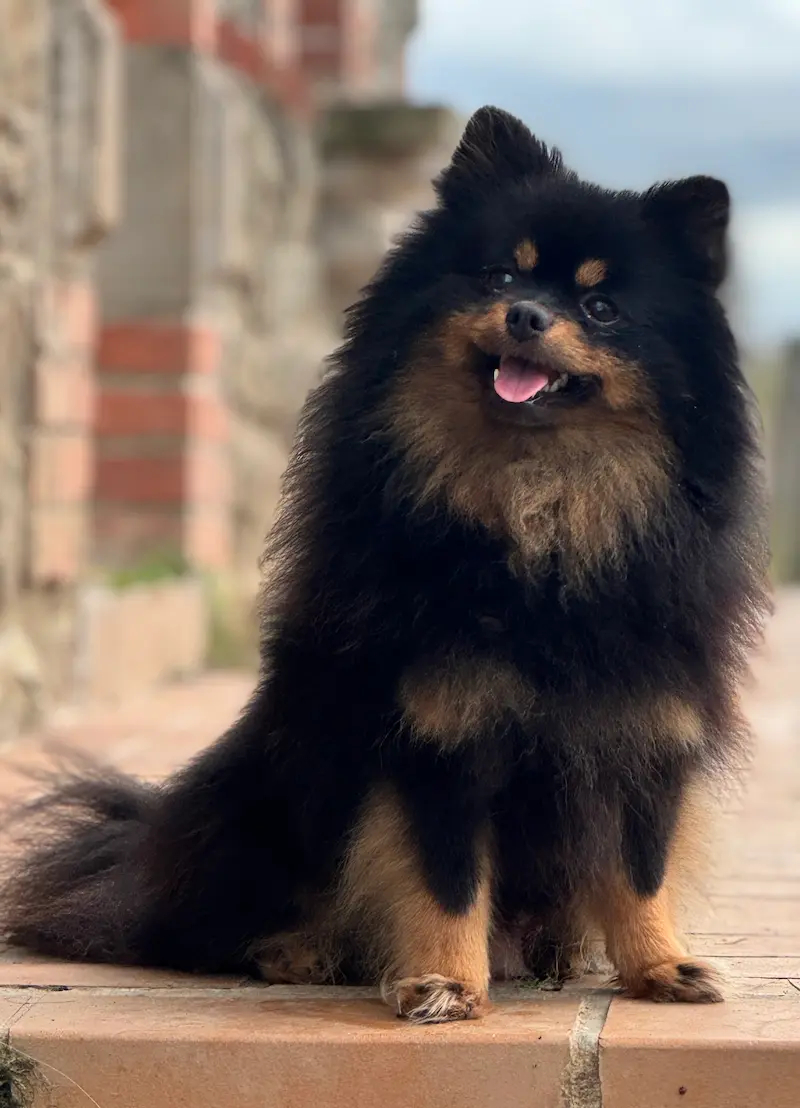 Spitz Nain