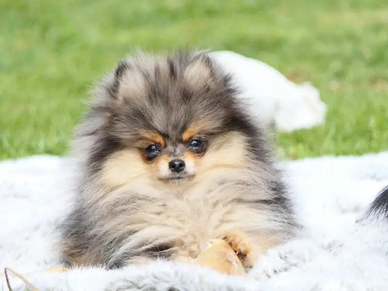 Spitz Nain