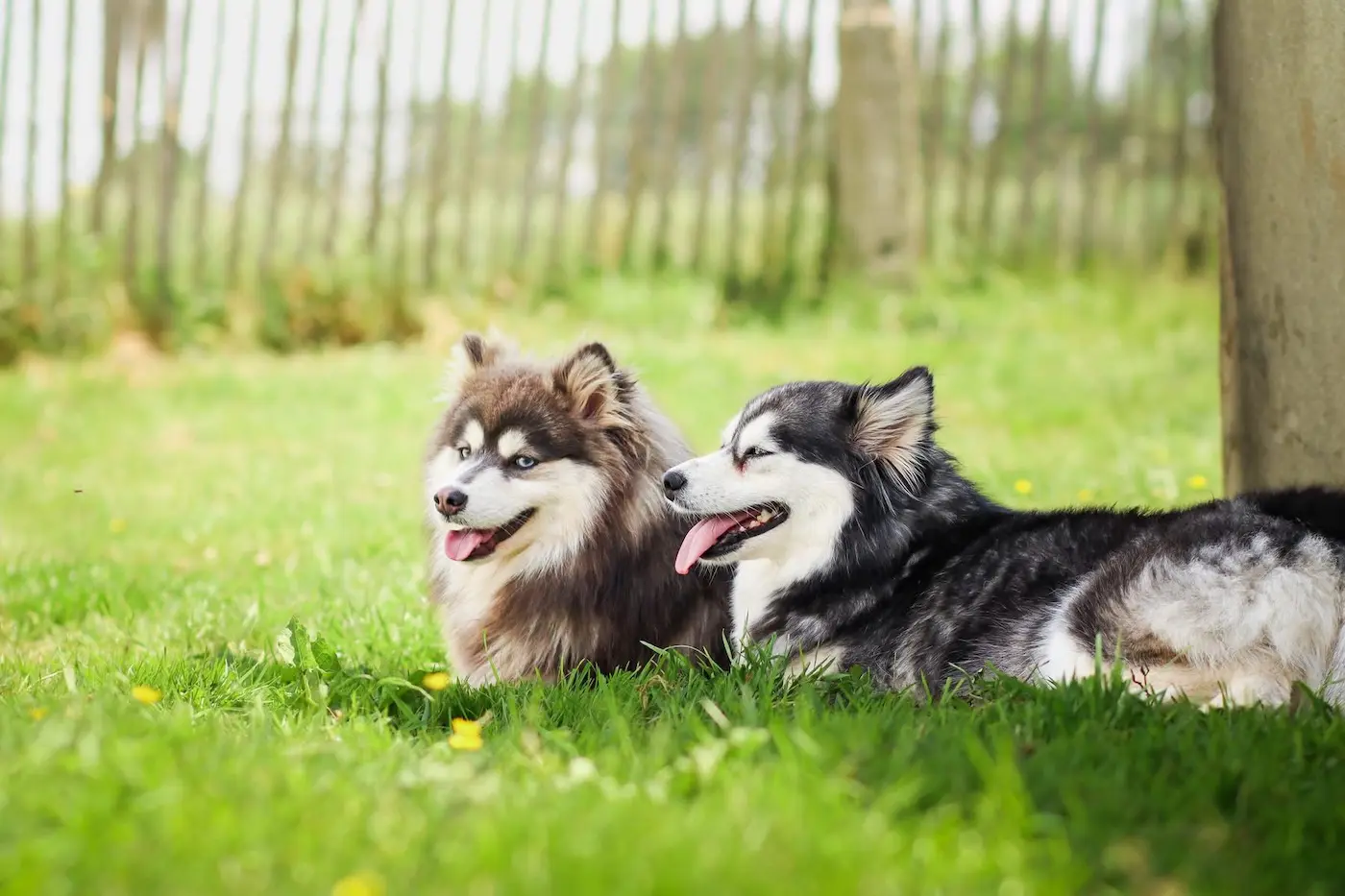 Élevage de Pomsky, Pomsky Silver<br>& Spitz Nain en Bretagne
