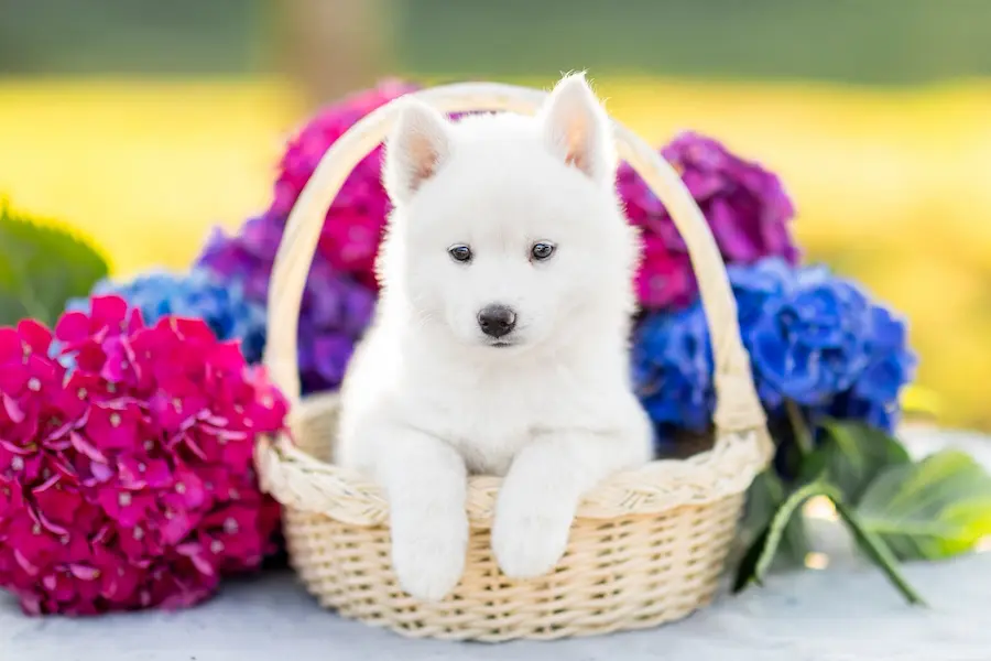 Nos chiots