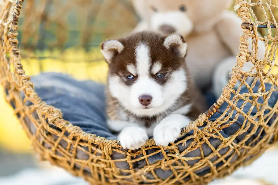 Pomsky