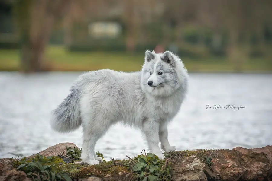 Pomsky Silver