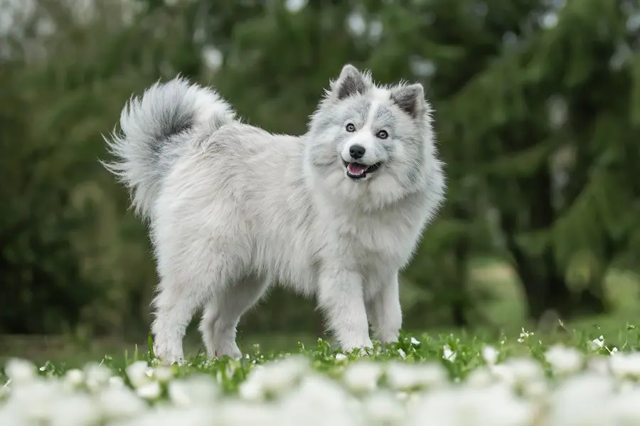 Pomsky Silver