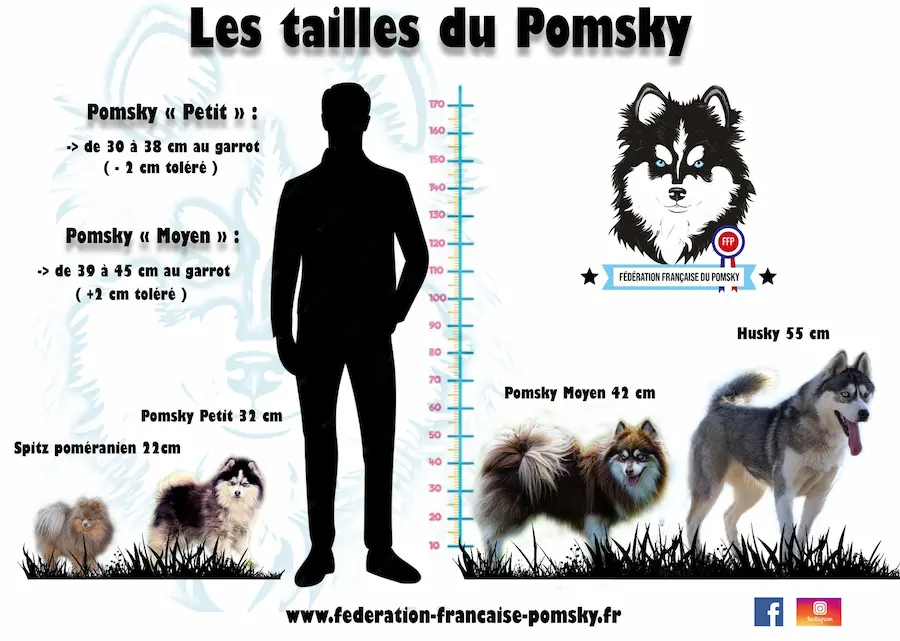 Pomsky tailles