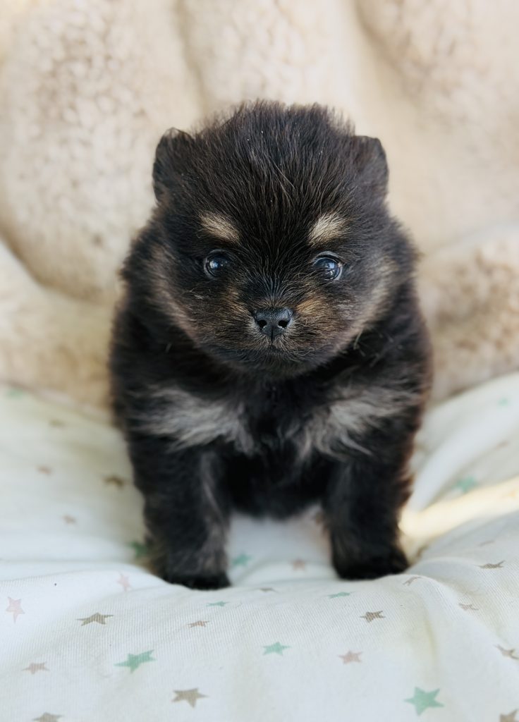 Boy