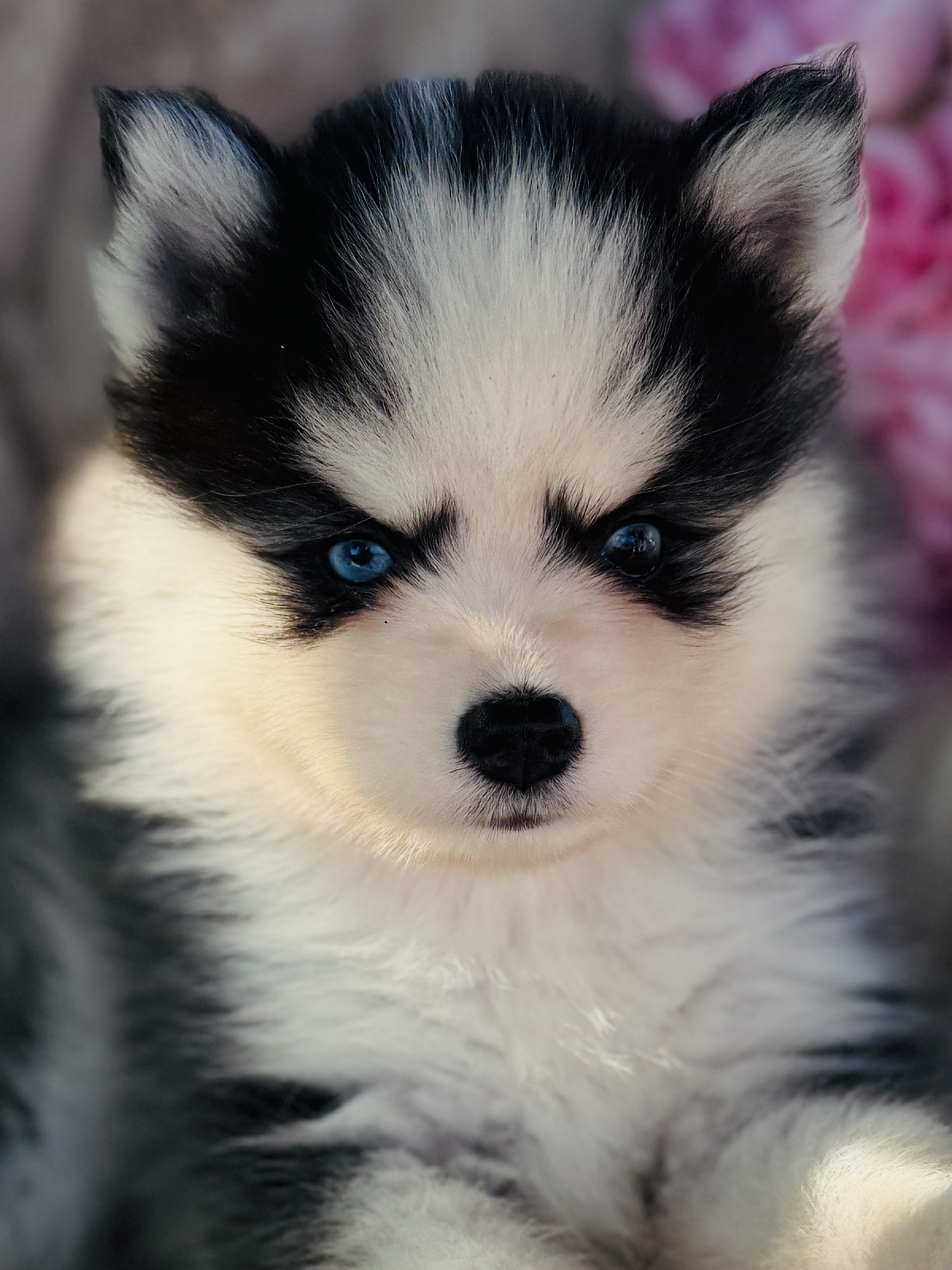 Bulle