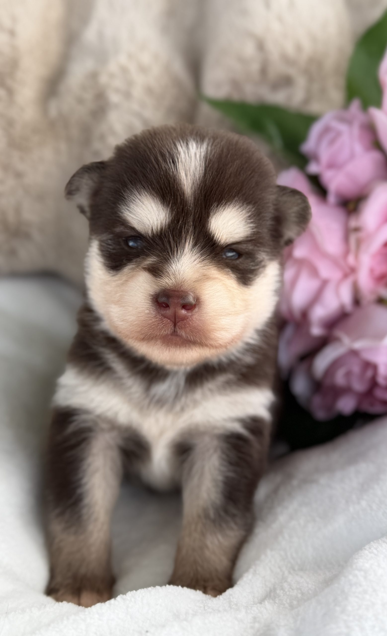 Brownie