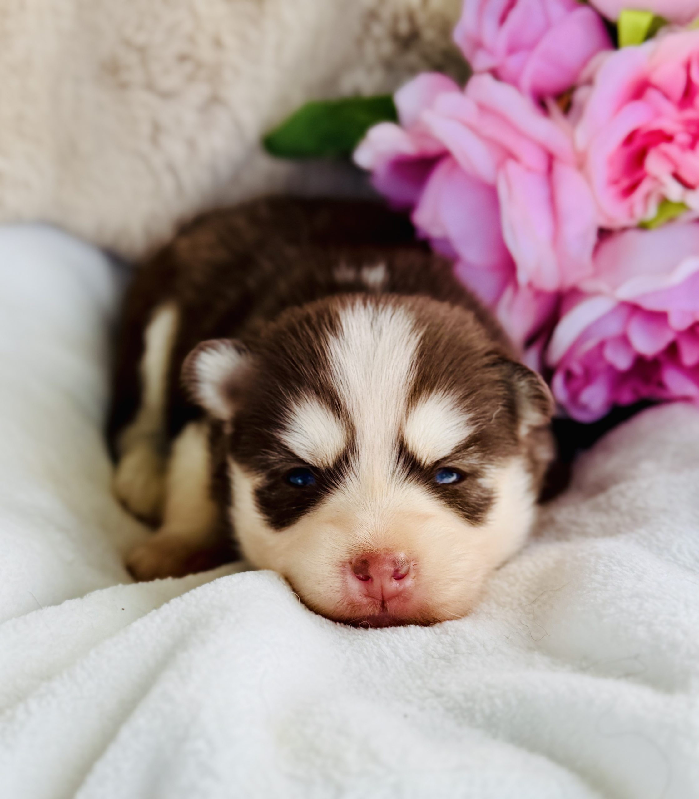 Baby Toblerone