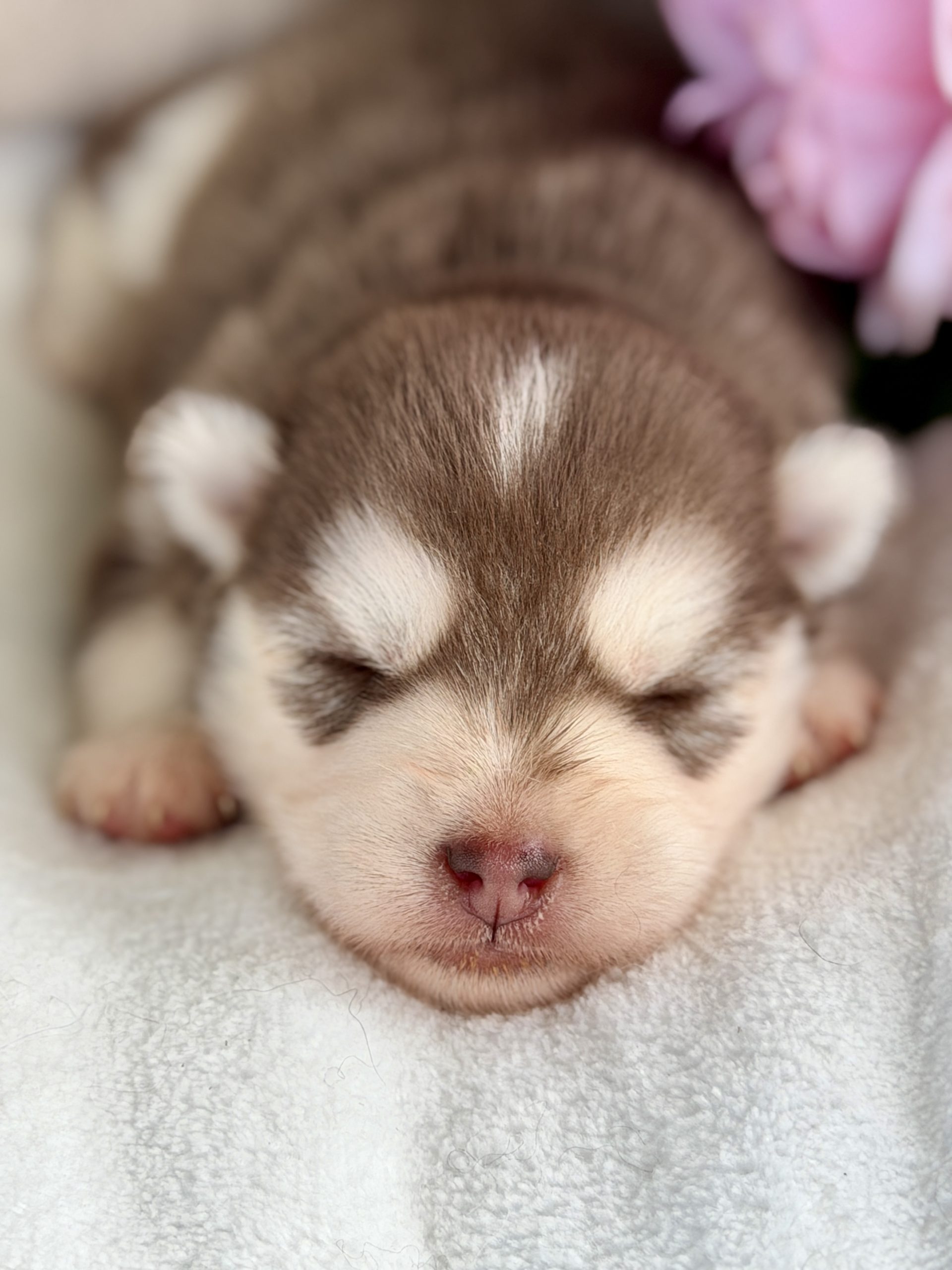 Baby Moka