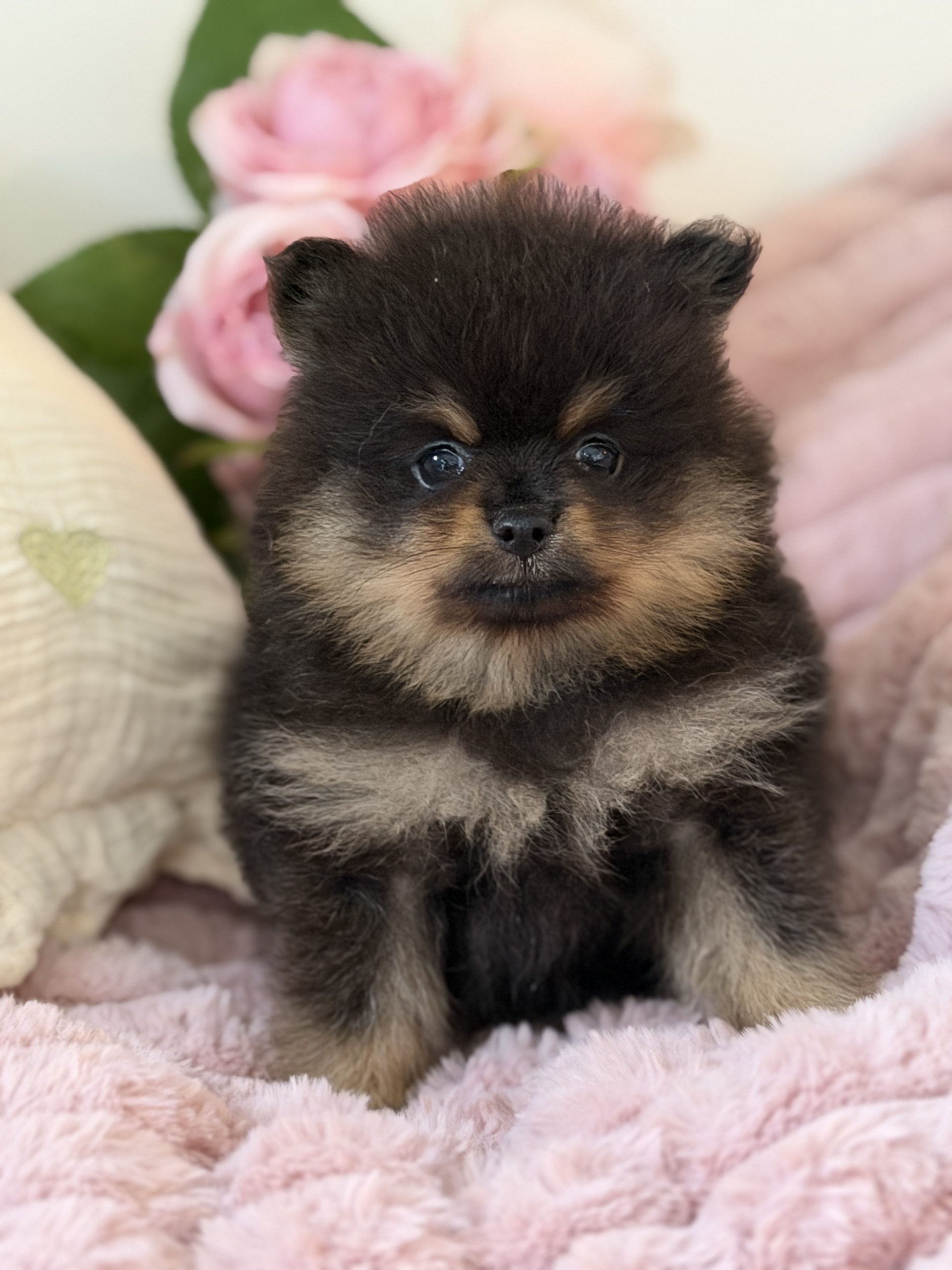 Brownie