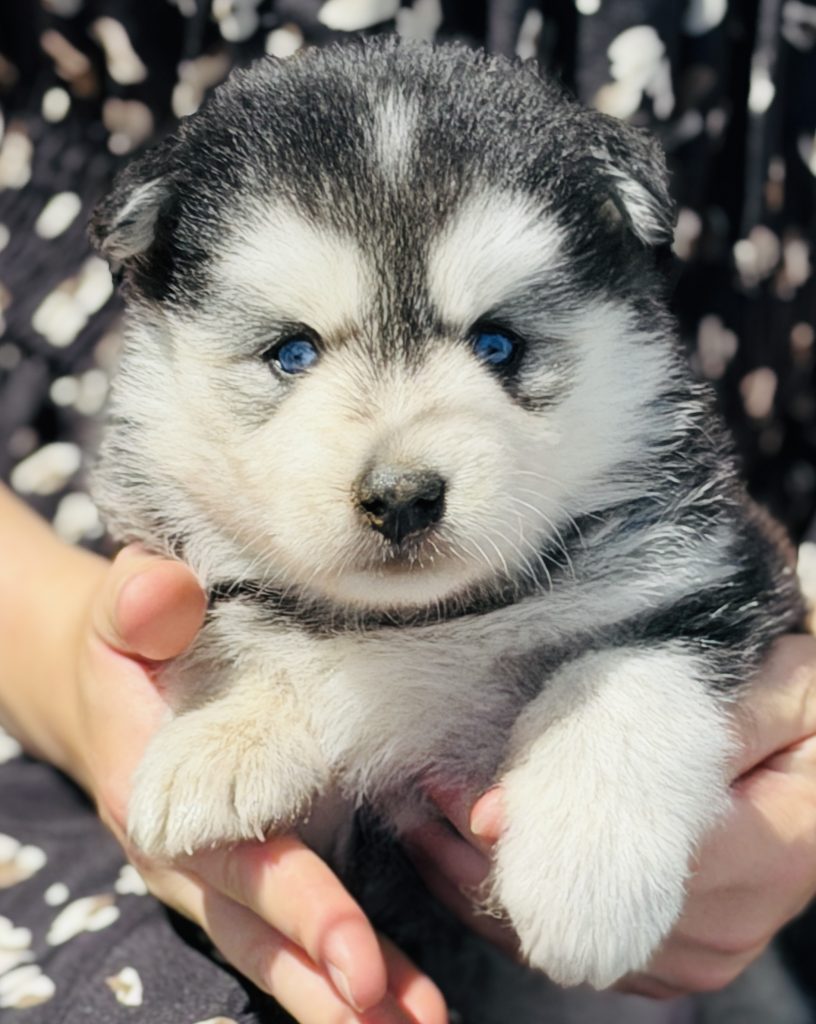 Bella