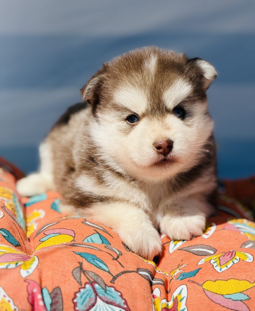 Baby Moka