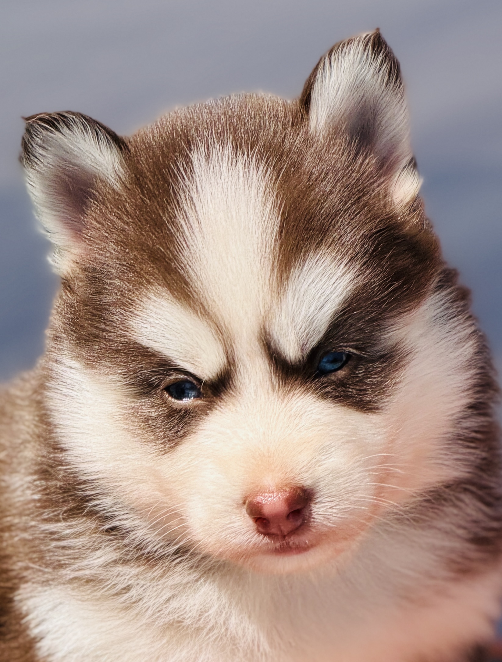 Baby Toblerone