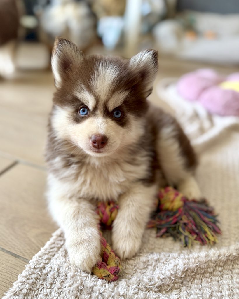Baby Toblerone