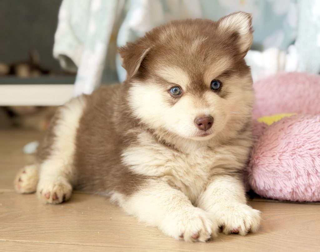 Baby Moka