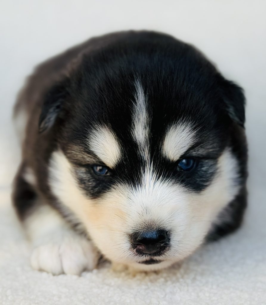 Bambino