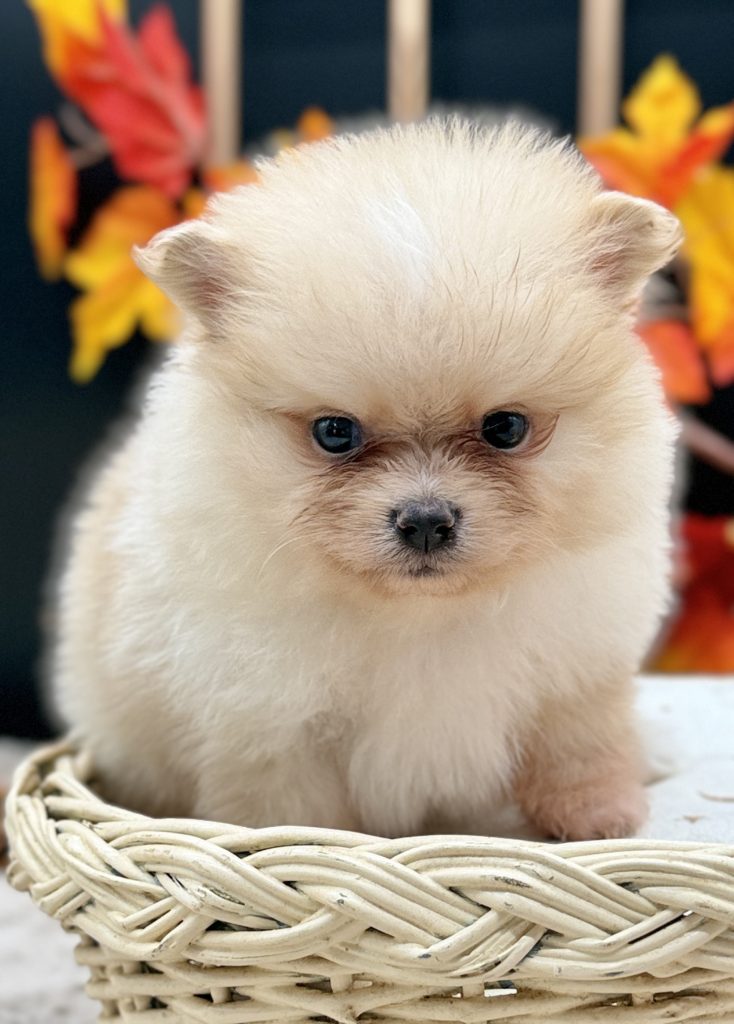 Babou